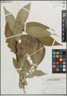 Foto von Salix lucida Muhl.